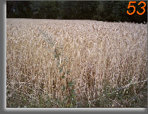 wp96baea9f_0f.jpg
